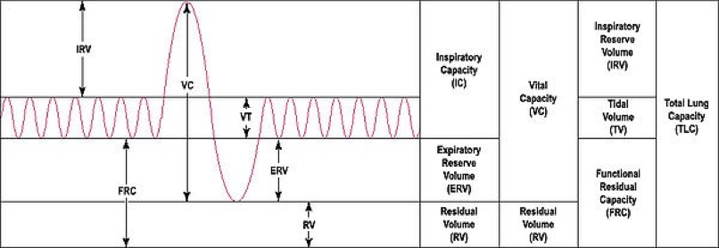 lung volumes and capacities image